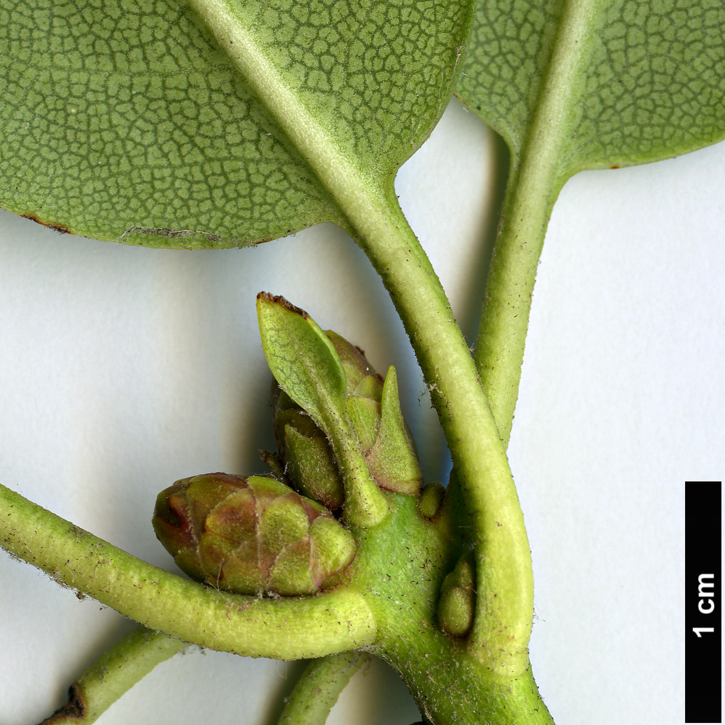 High resolution image: Family: Ericaceae - Genus: Rhododendron - Taxon: maculiferum - SpeciesSub: subsp. anhweiense